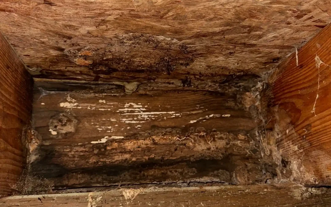 Wood Rot and Mold Damage Found Near Ferndale, MT